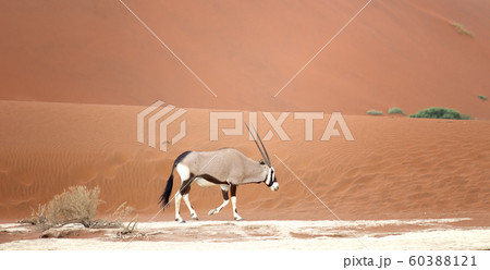 oryx in desert oryx in desert 60388121