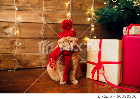 Red british cat in knitted hat and scarf sitting under Christmas tree and present boxes. Red british cat in knitted hat and scarf sitting under Christmas tree and present boxes. 60388536