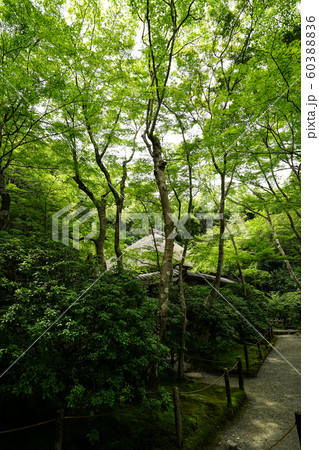夏の祇王寺<京都市右京区嵯峨> 夏の祇王寺<京都市右京区嵯峨> 60388836