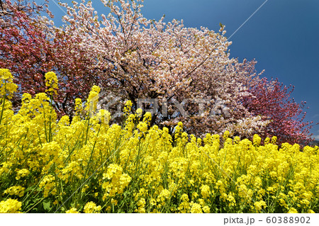 丹沢山麓の菜の花とサクラ 60388902