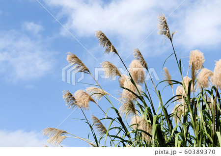 ススキの穂と秋空 60389370