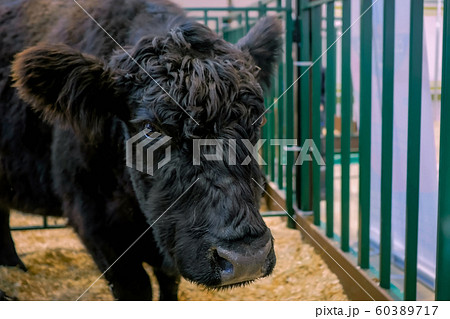 Portrait of black bull at agricultural animal exhibition Portrait of black bull at agricultural animal exhibition 60389717