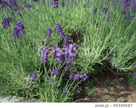 ラベンダーとミツバチ 60390687
