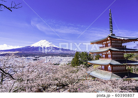 （山梨県）春雪・日本の美　桜の咲いた新倉山浅間公園・忠霊塔と富士山 60390807