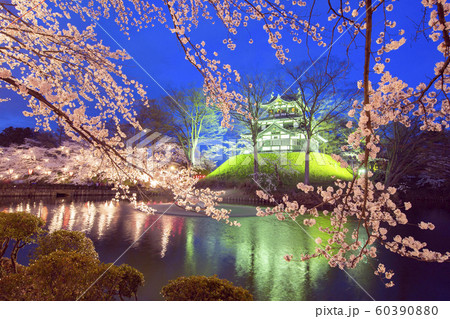 高田公園の夜桜1 高田公園の夜桜1 60390880