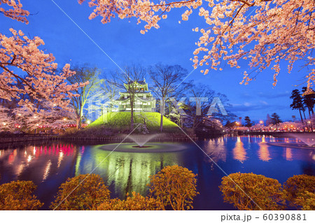 高田公園の夜桜2 高田公園の夜桜2 60390881