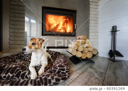 Jack russel terrier 60391269