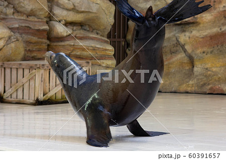 アシカショーのアシカ 全身|芸をする動物 水族館・動物園 アシカショーのアシカ 全身|芸をする動物 水族館・動物園 60391657