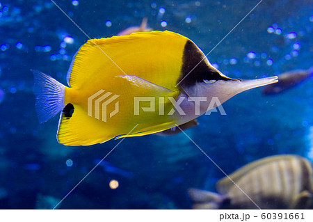 水槽の中のフエヤッコダイ チョウチョウウオの写真 黄色い熱帯魚の写真素材