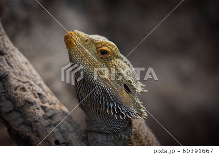 フトアゴヒゲトカゲ イグアナの顔の写真のアップ 爬虫類 動物 生物の写真素材