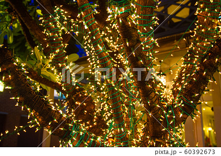 Decorative outdoor string lights hanging on tree Decorative outdoor string lights hanging on tree 60392673