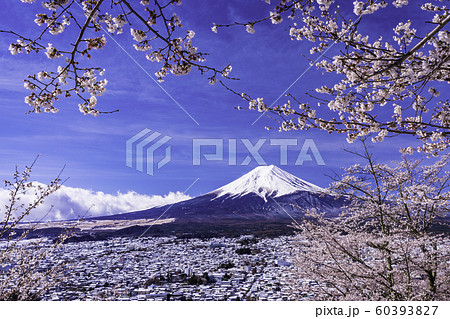 （山梨県）春雪・桜咲く新倉山浅間公園から望む、富士山 60393827
