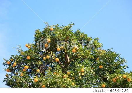 ユズの実 60394280