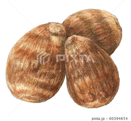 さといも　野菜　手描き　水彩 60394654