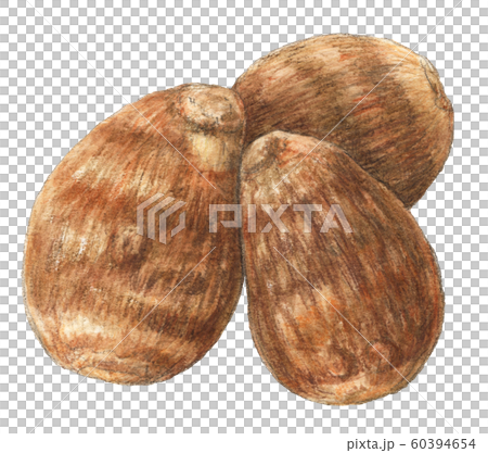 さといも　野菜　手描き　水彩 60394654