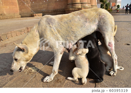 インドの世界遺産のワラーナシー　ガンジス川沿いのガートで生活する野良犬の親子　母乳を飲む子犬の群れ 60395319