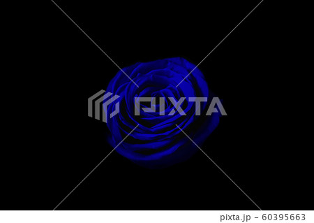 暗闇の中の青いバラ 60395663