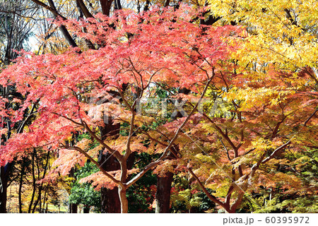 東京 代々木公園付近の紅葉 東京 代々木公園付近の紅葉 60395972