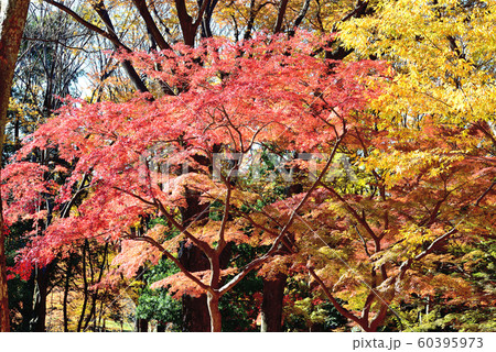 東京 代々木公園付近の紅葉 東京 代々木公園付近の紅葉 60395973