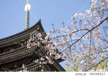 五重の塔と桜 五重の塔と桜 60396027
