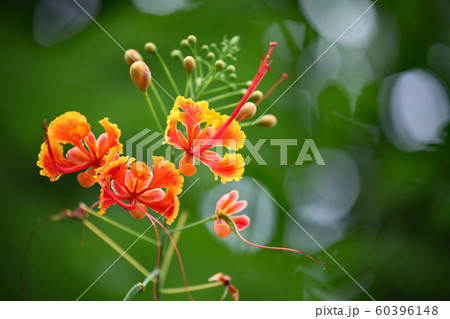 オウコチョウ オウコチョウ 60396148