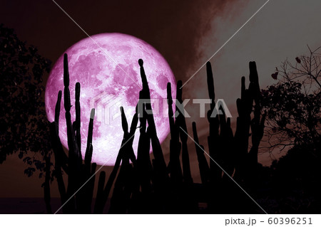 full cold pink moon on night sky and white cloud 60396251