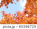 紅葉　もみじと空 60396729