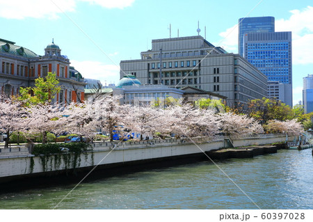 大阪中之島の桜 60397028
