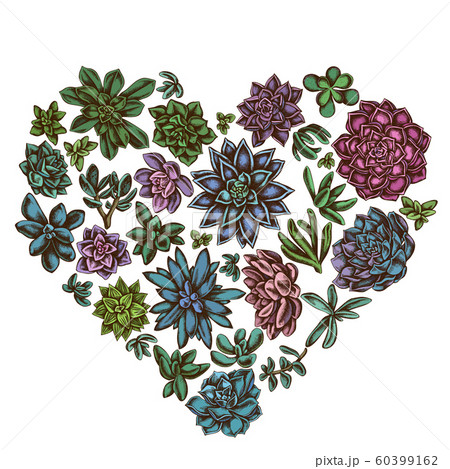 Heart floral design with colored succulent echeveria, succulent echeveria, succulent Heart floral design with colored succulent echeveria, succulent echeveria, succulent 60399162