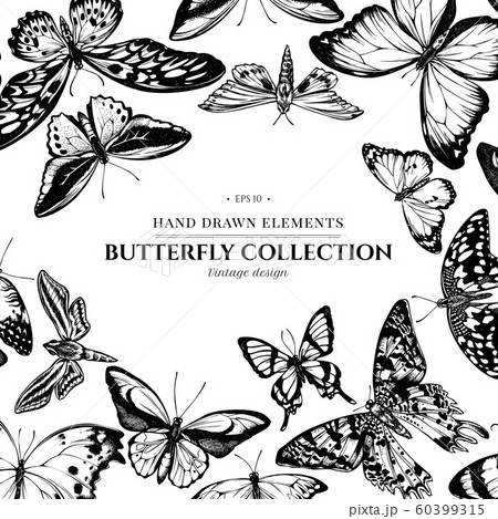 Design with black and white papilio ulysses, morpho menelaus, graphium androcles, morpho rhetenor cacica, papilio demoleus, cethosia biblis, papilio antimachus, alcides agathyrsus, ornithoptera 60399315