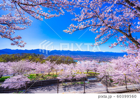 富士山と桜と甲府盆地　笛吹川フルーツ公園　【山梨県】 60399560