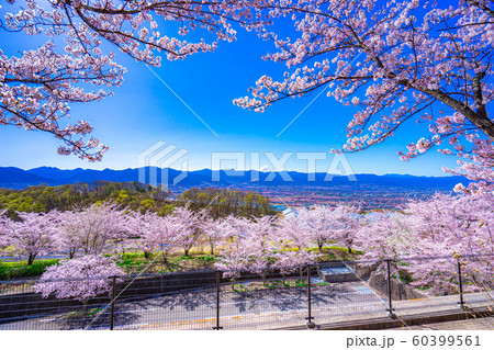 富士山と桜と甲府盆地　笛吹川フルーツ公園　【山梨県】 60399561