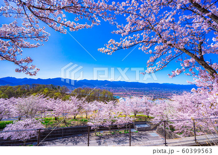 富士山と桜と甲府盆地　笛吹川フルーツ公園　【山梨県】 60399563