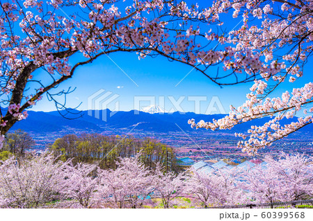 富士山と桜と甲府盆地 笛吹川フルーツ公園 【山梨県】 富士山と桜と甲府盆地 笛吹川フルーツ公園 【山梨県】 60399568