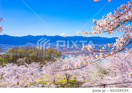 富士山と桜と甲府盆地　笛吹川フルーツ公園　【山梨県】 60399594