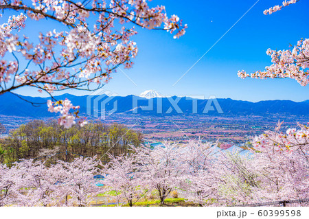 富士山と桜と甲府盆地 笛吹川フルーツ公園 【山梨県】 富士山と桜と甲府盆地 笛吹川フルーツ公園 【山梨県】 60399598