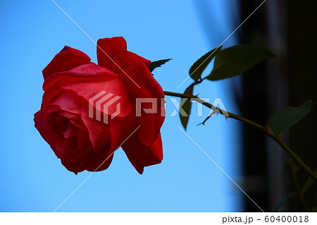 バラ　赤　ピンク　薔薇 60400018