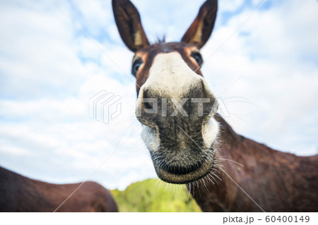 Wild donkey Wild donkey 60400149