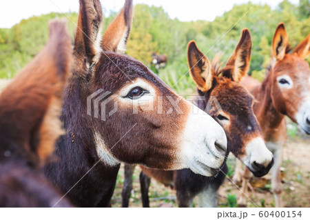 Wild donkey Wild donkey 60400154