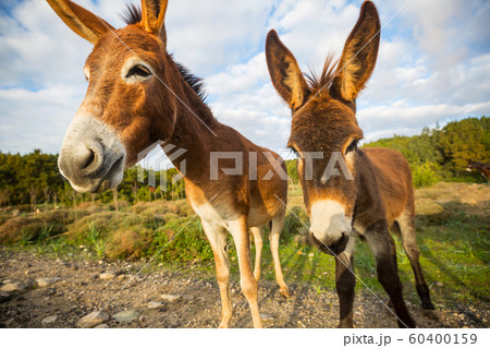Wild donkey 60400159