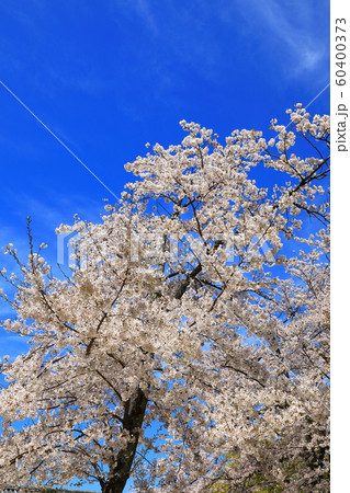 青空と満開の桜 青空と満開の桜 60400373