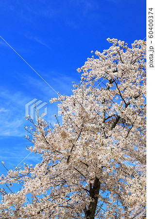 青空と満開の桜 60400374