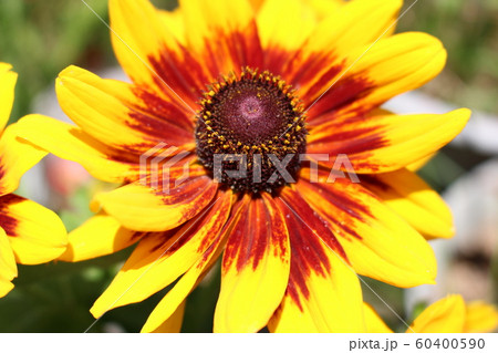 ルドベキアの花 ルドベキアの花 60400590