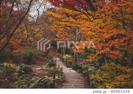 秋の宝筐院 60401439