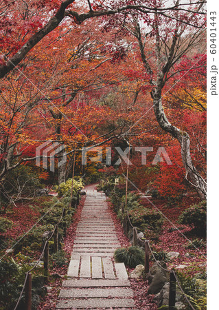 秋の宝筐院 60401443