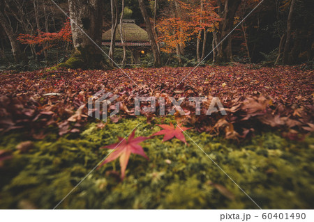 秋の祇王寺 秋の祇王寺 60401490