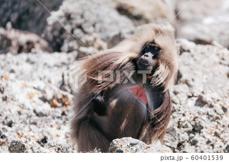 endemic Gelada in Simien mountain, Ethiopia endemic Gelada in Simien mountain, Ethiopia 60401539