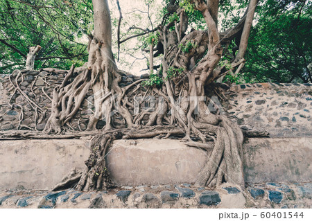 tangle of massive roots, Ethiopia tangle of massive roots, Ethiopia 60401544
