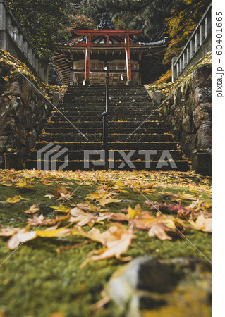 導観稲荷神社のイチョウ 導観稲荷神社のイチョウ 60401665