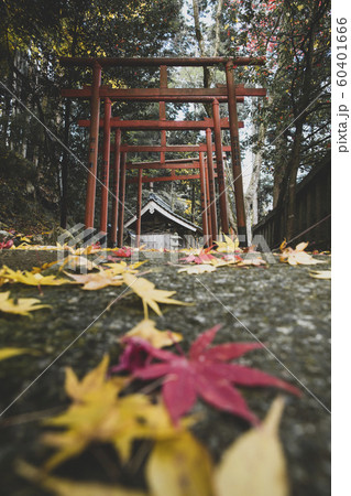 導観稲荷神社のイチョウ 導観稲荷神社のイチョウ 60401666